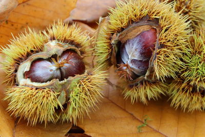 High angle view of fruits