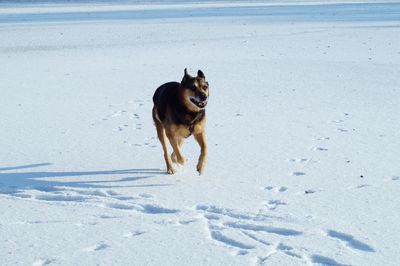 Dog running on snow