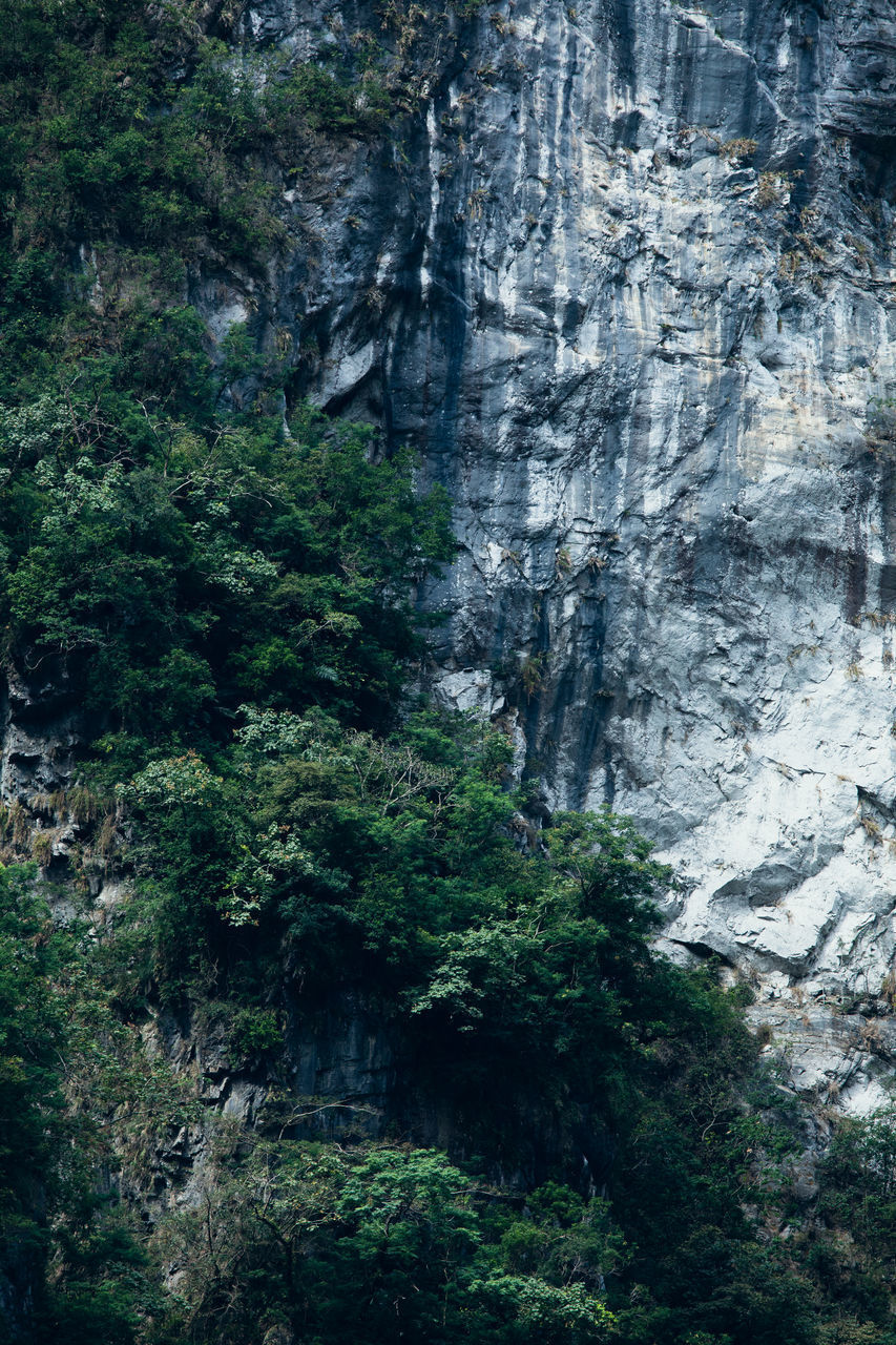 TREES GROWING ON ROCK