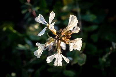 Close-up of white flowering plant