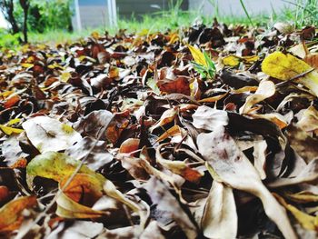 Close-up of dry leaves on field