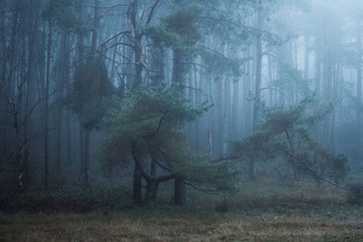 Trees in forest