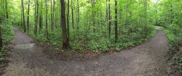 Scenic view of trees growing in forest