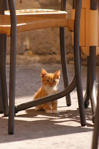 Portrait of cat sitting on seat