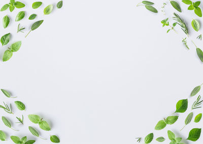 Directly above shot of potted plant against white background