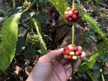 Midsection of person holding fruits