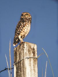 Low angle view of eagle perching on wooden post