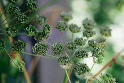 High angle view of plant growing outdoors