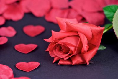 Close-up of pink rose