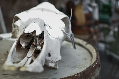 Close-up of animal skull on table