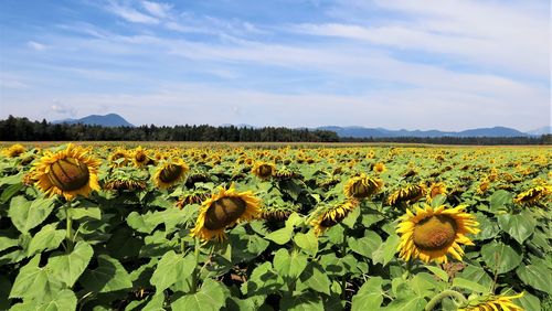 Scenic view of sunflower field against sky