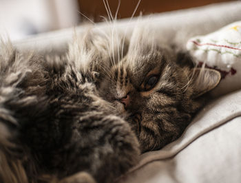 Close-up portrait of a cat resting