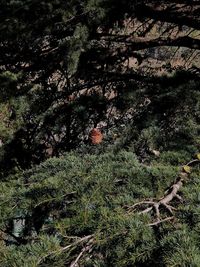 High angle view of trees growing on field