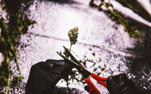 Close-up of people holding red flowering plant