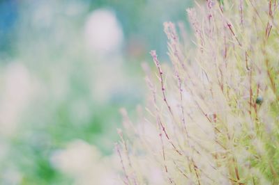 Close-up of plant against blurred background