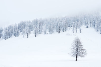 Trees on snow covered landscape against clear sky