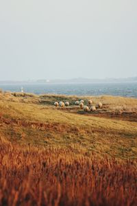 Horses in a field