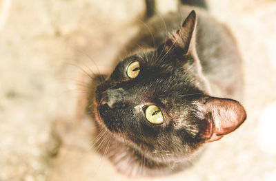 Close-up of cat looking away