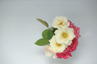 Close-up of roses against white background