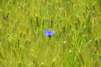 Close-up of flower blooming on field