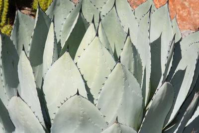 Full frame shot of succulent plant