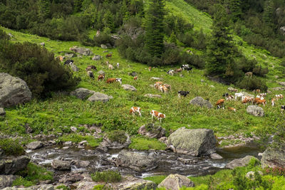 High angle view of sheep on rock by trees