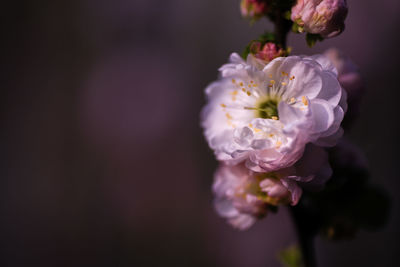 Close-up of pink cherry blossom