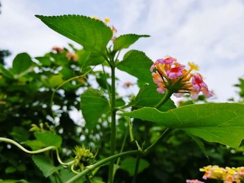 Close-up of fresh white flowers blooming on plant against sky