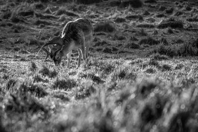 Deer grazing on field