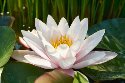 Close-up of lotus water lily in pond