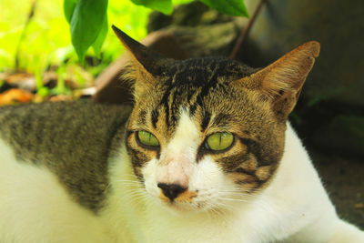 Close-up portrait of a cat