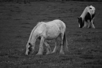 Horses grazing on field