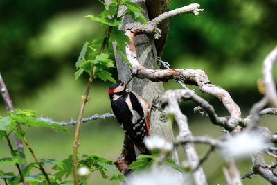 Bird perching on a tree