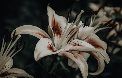 Close-up of lily flower