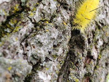 Close-up of moss growing on tree trunk