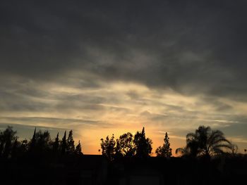 Silhouette of trees at sunset