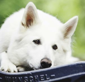 Close-up portrait of white dog