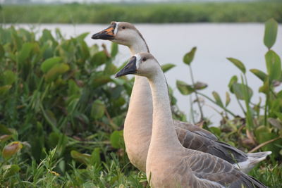 View of a bird on grass