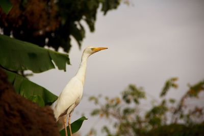 Close-up of egret