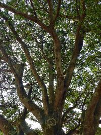 Low angle view of tree against sky