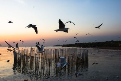 Flock of seagulls flying over sea against sky