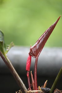 Close-up of wet red flower