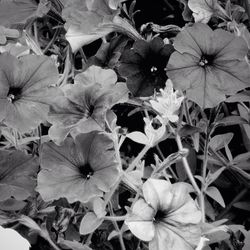 Full frame shot of leaves