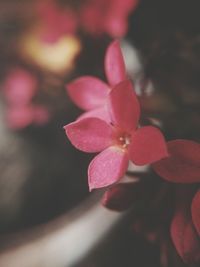 Close-up of pink frangipani blooming outdoors