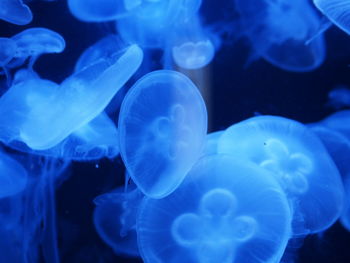 Close-up of jellyfish in sea