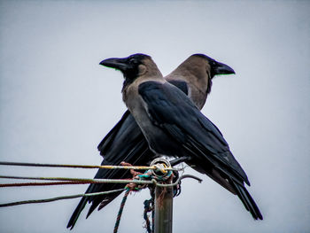 Low angle view of bird perching on branch against sky