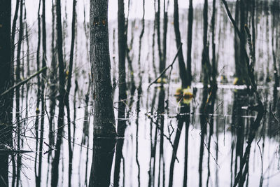 Scenic view of lake in forest