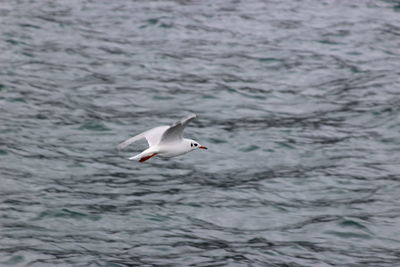 Seagull flying over sea