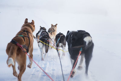 A beautiful husky dog team pulling a sled in beautiful norway morning scenery. 