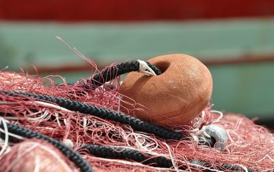 Close-up of lizard on fishing net